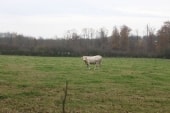 vache briarde